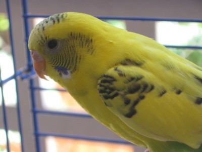 התוכונית המדהימה שלי, רוצה לזכות בתחרות ;)