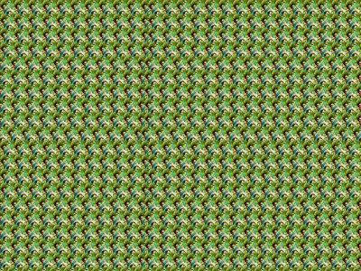 parrotsC.jpg