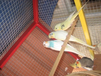 ניק עם הזוג תוכונים עם עוד תוכון