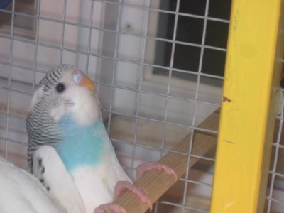 הבן זוג שלה