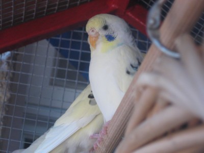 הנקבה הצהובה