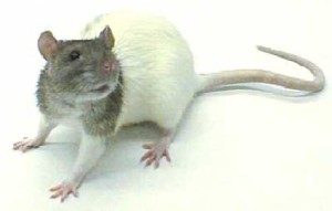 rat2a.jpg