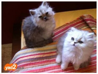 פרסי צינצילה.jpg