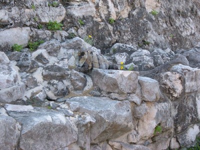 camouflaged-iguana.jpg