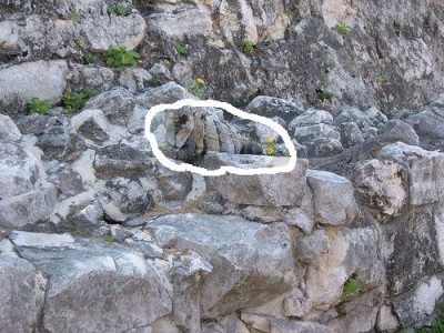 camouflaged-iguana.jpg