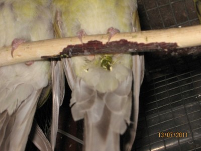 IMG_3560 (1024 x 768).jpg