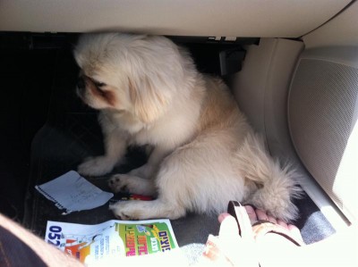 פאפו החתיך בדרך למספרה..