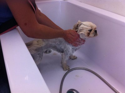 פאפו במקלחת אחרי התספורת.. :)