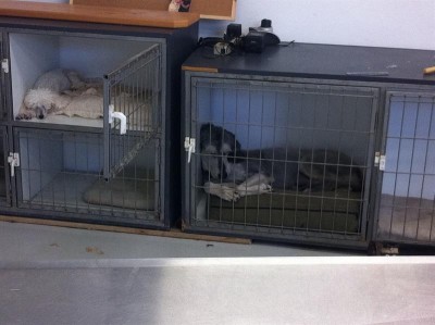 כלבים מתוקים שהיו במספרה...