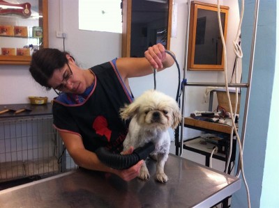 פאפו חש את עצמו מרלין מונרו עם האוזניים המתנפנפות...