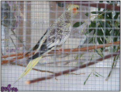 רייצ'ל לפני הטלה