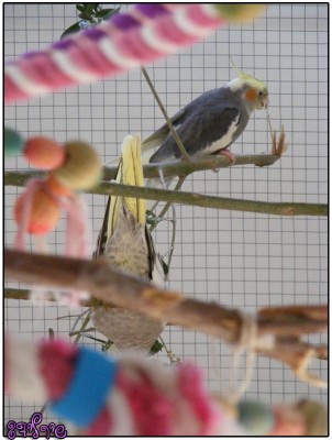 רייצ'ל וג'וני מכרסמים ענפים