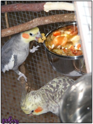 סימבה ורייצ'ל