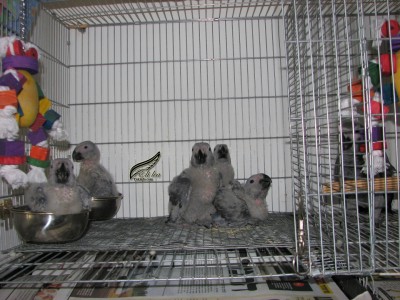 גוזלי ג'אקו בכלי האוכל