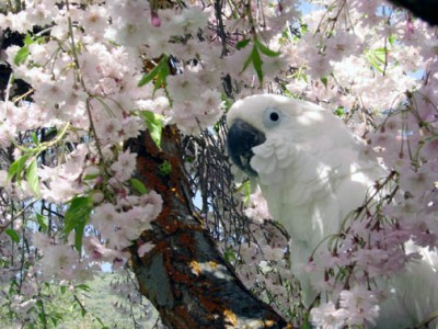221-ed-E-lilac-tree.jpg