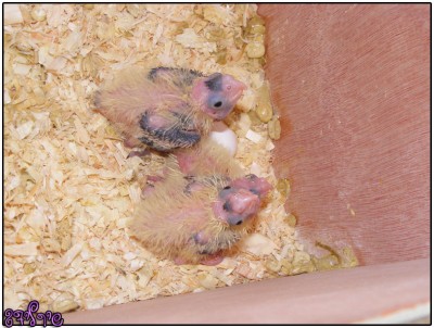 13 יום, 11 יום, 9 יום