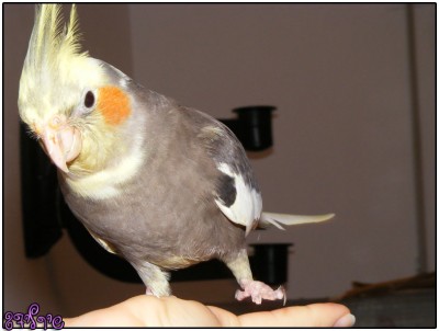 ג'וני מרים רגל