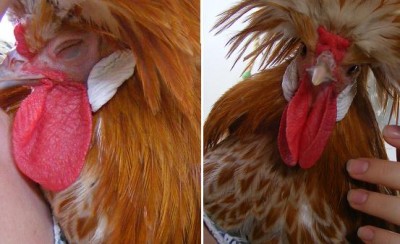 משי בשעת טיפול..