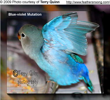 bluevioletmutation.jpg