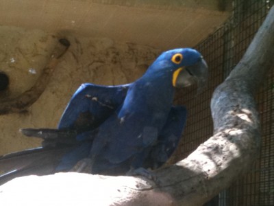 תמונה מהספארי