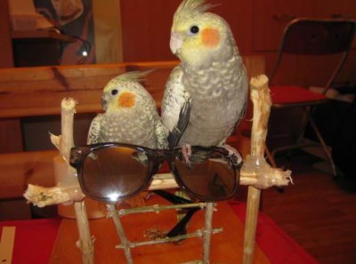 שפרד וגריי חכמים בשמש (הקטנה).jpg