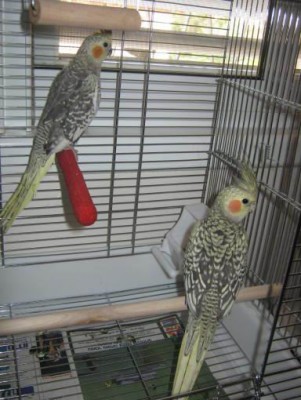 Rotation of גריי ושפרד (הקטנה).jpg