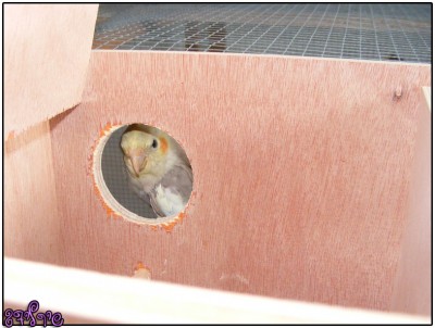 פיצי שר לגוזלים