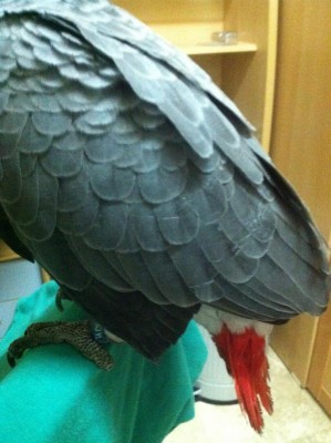 IMG_0255.JPG (199 KiB) נצפה 4266 פעמים תמונה של הכנפיים השמוטות - שאלה 2