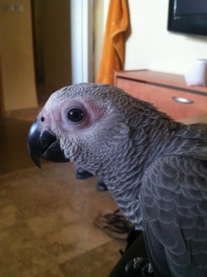 התמונה של העיינים שלו - שאלה 3