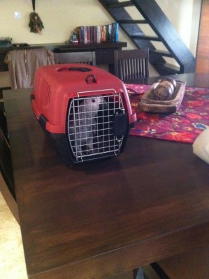 שהוא רק הגיע הביתה