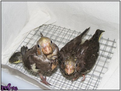 מימין הבינוני 26 ימים, משמאל הבכור 28 ימים