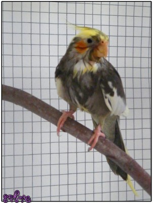 ג'וני אחרי מקלחת