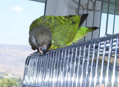 רמבו אחרי מקלחת