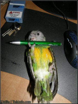 לא השארתי לו כבר עט אחת נורמלית