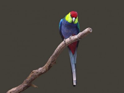 parrot, red-capped Susan Flashman 2.jpg