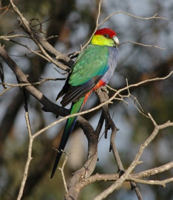 Parrot_Red-capped_Harris.jpg