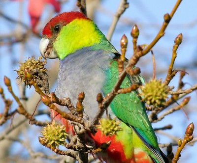 work.3280281.3.flat,550x550,075,f.mr-red-capped-parrot.jpg