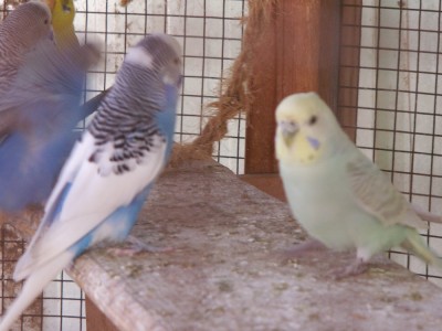 וגם סבתא רבא (תודו שהיא לא נראית זקנה) ולידה בעלה הצעיר שזבה לכינוי ישראל (נחשו למה)