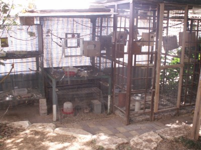 באמצע אפשר לראות את הכלוב של הקקריקים ומתחתיו הכלוב של השלוים