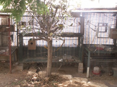 כלוב של מזמרים (למטה) ומעליו כלובים של זוגות תוכונים עובדים.