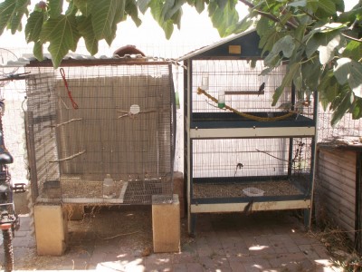 הכלוב השמאלי ריק כי בדיוק אתמול הקוקוטיילים שהיו בו הוחלפו על זוג המזמרים בתמונה הקודמת