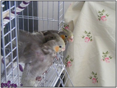 הבכור והבינוני