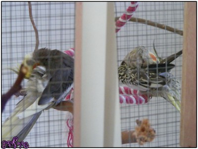 רייצ'ל וג'וני, אחרי שהקטן יצא מהתא