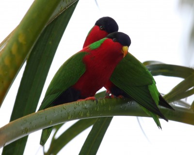 Collared_Lories_taveuni_june2008.JPG