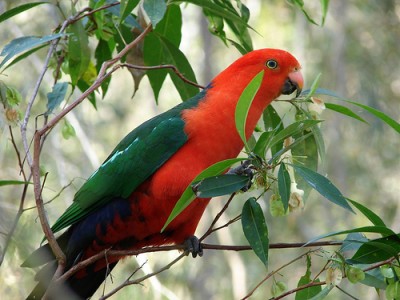 Australian King Parrot.jpg