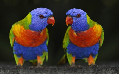Best-top-desktop-beautiful-parrots-wallpapers-hd-parrot-wallpaper-pictures-images-photos-16.jpg