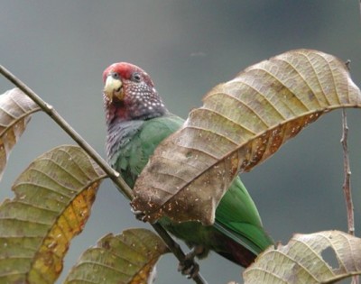 Speckle_faced_Parrot.jpg
