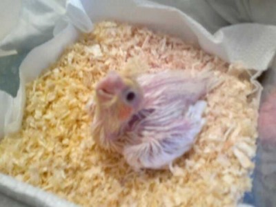 קטנצ'יק שיצא להחתמה :))