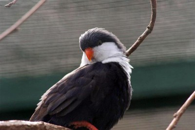 Vini peruviana 3.JPG