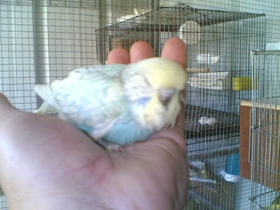 גוזל מטריףף.jpg